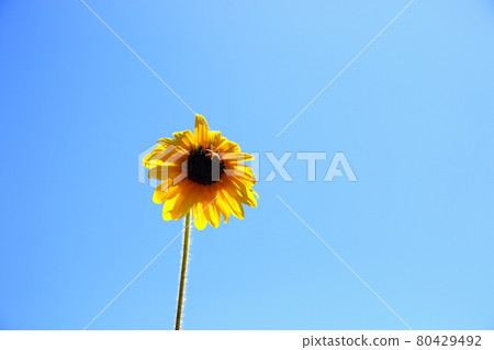 Atsumi Peninsula Summer-Tahara City, Aichi Prefecture Atsumi Peninsula Summer-Tahara City, Aichi Prefecture 80429492