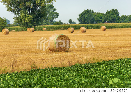 Group of Hay Bales in a Summer Sunny Day - Padan Plain Italy Group of Hay Bales in a Summer Sunny Day - Padan Plain Italy 80429571