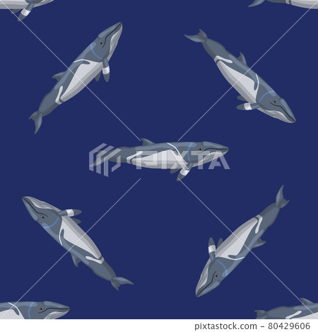 Seamless pattern lesser rorqual on blue background. Template of cartoon character of ocean for fabric. 80429606