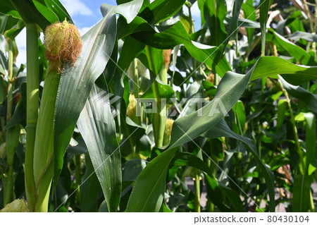Corn just before harvest 80430104