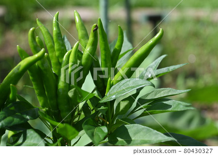 Capsicum (Chilli pepper) 80430327