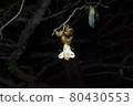 Emergence of cicada 80430553