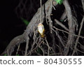 Emergence of cicada 80430555