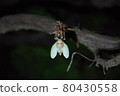 Emergence of cicada 80430558