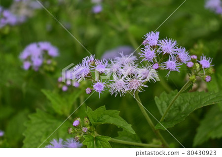 Eupatorium (Eupatorium japonicum) Eupatorium (Eupatorium japonicum) 80430923