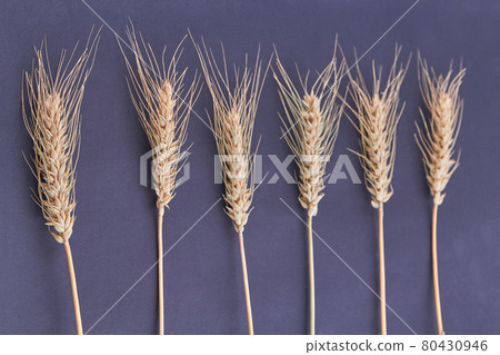 Rye wheat or barley spikeletes isolated on black background. 80430946