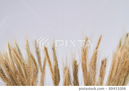 Wheat ears spiklelets and copy space on white background. Wheat ears spiklelets and copy space on white background. 80431006