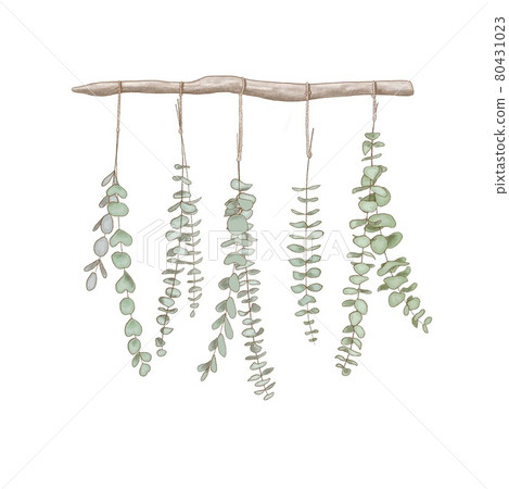 Watercolor round wreath with silver dollar eucalyptus. Healing Herbs for cards, wedding invitation, posters, save the date or greeting design. Summer flowers with space for your text. 80431023
