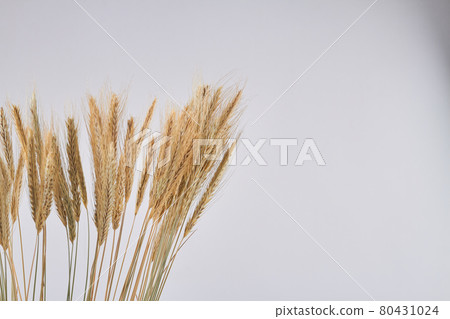 Wheat cereals and copy space on white background. 80431024