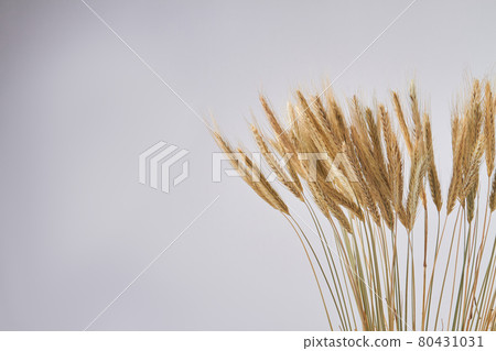 Growing wheat ears and copy space isolated on white background. 80431031