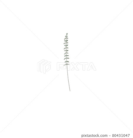 Eucalyptus branches, design element, copy space, Watercolor like composition Herbs for cards 80431047