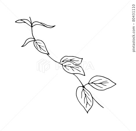 dried flowers, dry grass on a white background,Hand drawn engraving illustration, minimalism style. Ikebana. dried flowers, dry grass on a white background,Hand drawn engraving illustration, minimalism style. Ikebana. 80431110