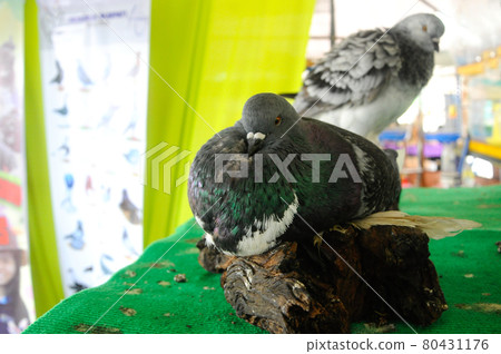 SERDANG, MALAYSIA -DECEMBER 07, 2016: Some exotic pigeon in cages placed for public viewing. These pigeon are bred as a pet birds 80431176