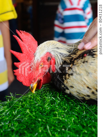 SERDANG, MALAYSIA -DECEMBER 07, 2016: Mature pet rooster on artificial grass. SERDANG, MALAYSIA -DECEMBER 07, 2016: Mature pet rooster on artificial grass. 80431218
