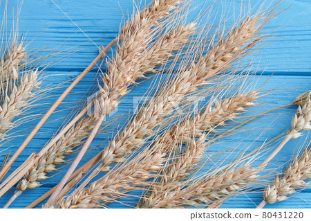 Close-up dry spikelets ears on blue wooden desk. 80431220