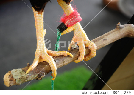 SERDANG, MALAYSIA -DECEMBER 07, 2016: Mature pet rooster perched on high. 80431229