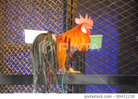 SERDANG, MALAYSIA -DECEMBER 07, 2016: Mature pet rooster perched on high. SERDANG, MALAYSIA -DECEMBER 07, 2016: Mature pet rooster perched on high. 80431230