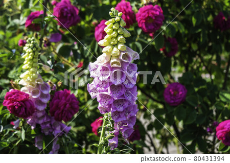 Abstract Background of Colorful Summer Flowers in the Garden Abstract Background of Colorful Summer Flowers in the Garden 80431394