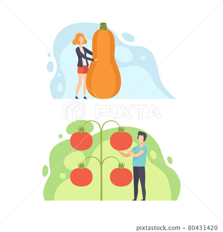 Tiny People Holding Huge Vegetables, Man and Woman Standing with Zucchini and Tomato, Healthy Diet, Eco Natural Food Concept Cartoon Vector Illustration Tiny People Holding Huge Vegetables, Man and Woman Standing with Zucchini and Tomato, Healthy Diet, Eco Natural Food Concept Cartoon Vector Illustration 80431420
