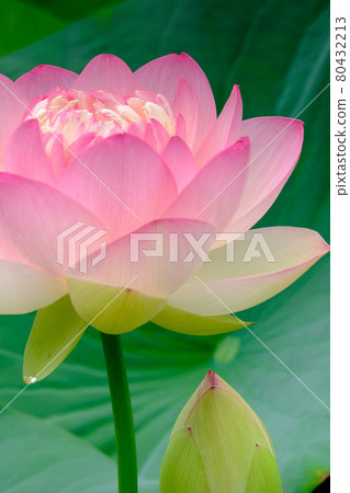 Flowers 80432213