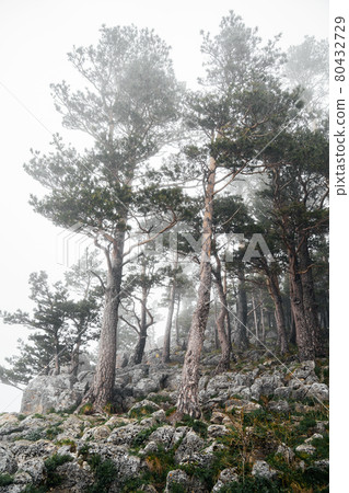 landscape with trees in the mountains during fog.  80432729