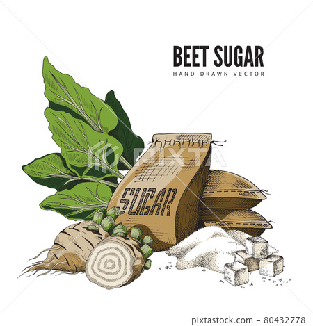 Color hand-drawn vector illustration of sugar beet with bag of sugar and lump sugar. Color hand-drawn vector illustration of sugar beet with bag of sugar and lump sugar. 80432778