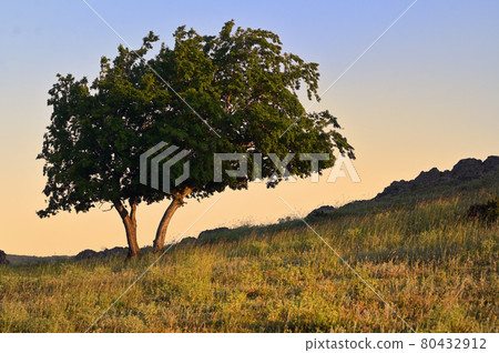 Single Oak tree in Macin mountains Romania 80432912
