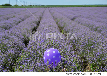 Lavender Field in Summer Time and Violet Balloon 80432913