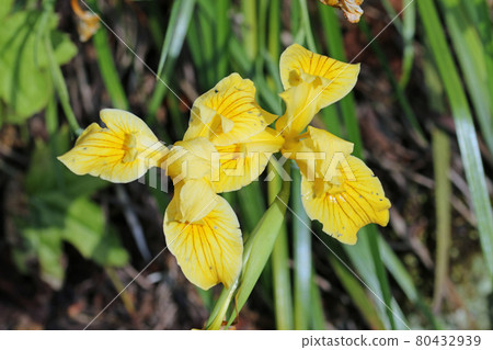 Yellow iris innominata flower 80432939