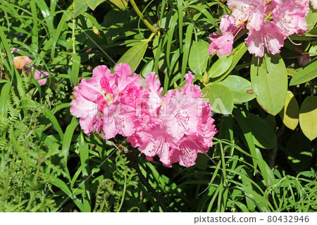 Pink hybrid Rhododendron flowers 80432946