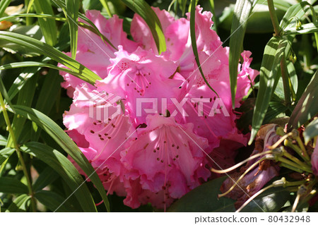 Pink hybrid Rhododendron flowers 80432948