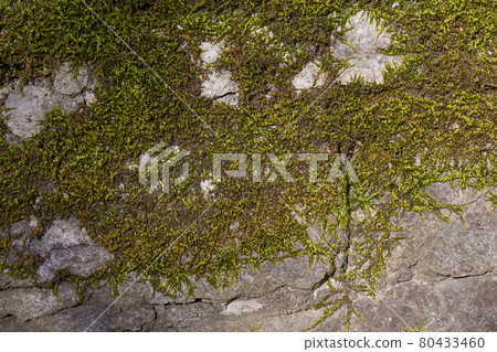 Old wall texture with moss 80433460