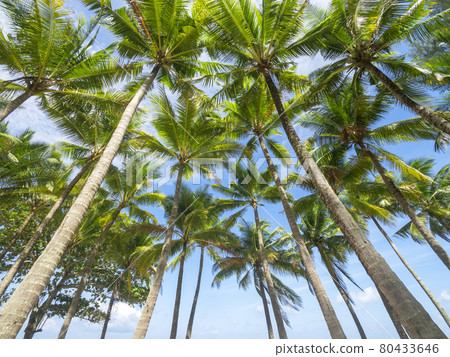 Coconut palm trees and tropical sea. Summer vacation and tropical beach concept. Coconut palm grows on white sand beach. Alone coconut palm tree in front of freedom beach Phuket, Thailand. vertical 80433646