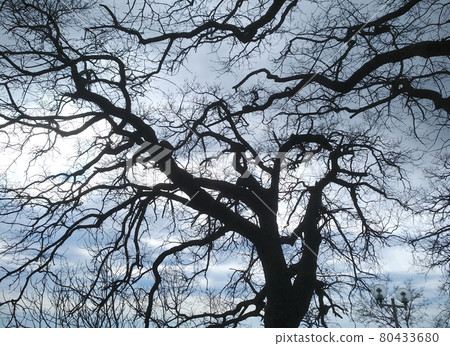 Unusual silhouettes of trees for the background 80433680