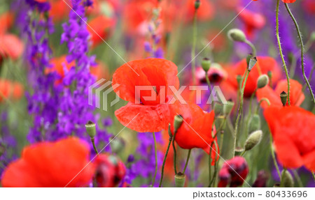 Beautiful background of red poppies blooming Beautiful background of red poppies blooming 80433696