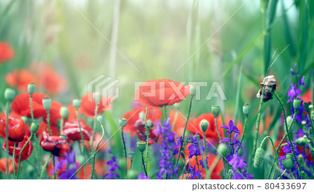 Beautiful background of red poppies blooming Beautiful background of red poppies blooming 80433697