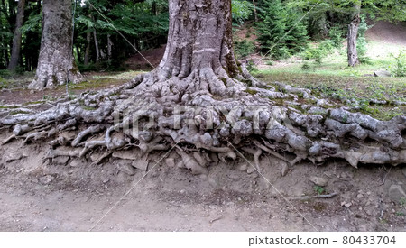 Unusual beautiful roots of a tree in the reserve Unusual beautiful roots of a tree in the reserve 80433704