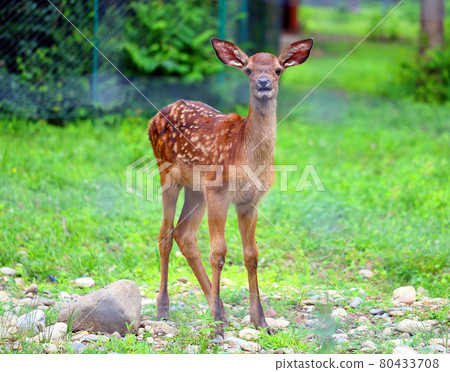 Beautiful little deer in the nature reserve 80433708