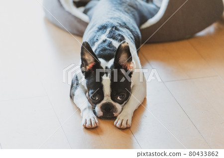 Sleepy boston terrier 80433862