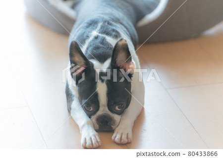 Sleepy boston terrier 80433866