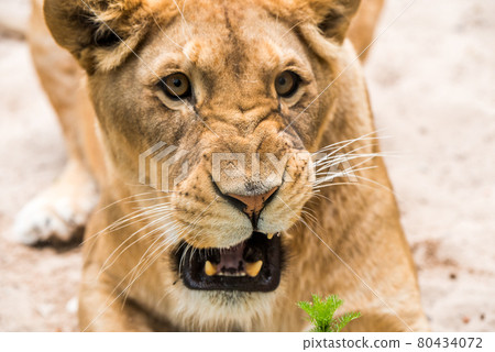 Lioness Close-up portrait, face of a female lion Panthera leo Lioness Close-up portrait, face of a female lion Panthera leo 80434072