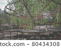 Old carousel in the ghost town of Pripyat. Abandoned city overgrown with trees 80434308