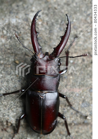 Saw toothbrush Saw toothbrush 80434333