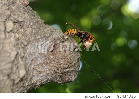 會滾肉丸子的歐洲大黃蜂 80434339