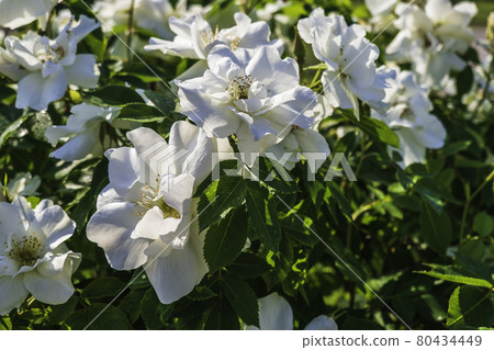 White Roses Bloming in the Garden, Green Leaves as Background 80434449