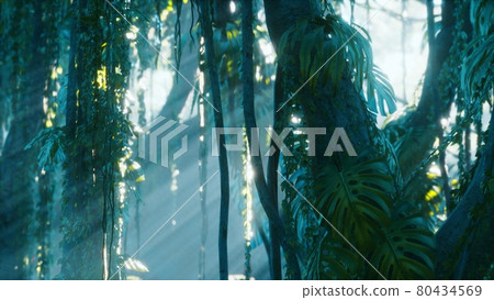 deep tropical jungle rainforest in fog 80434569