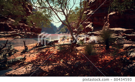trees near Colorado River in Grand Canyon 80434593