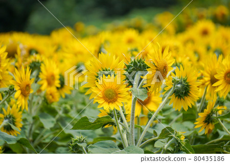 Sunflower field Sunflower field 80435186