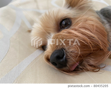 A small beautiful fluffy kind dog, home pet, Yorkshire Terrier with a joyful face with big black eyes and an outstretched tongue lies asleep on the bed 80435205