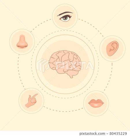 five senses 80435229